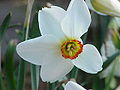120px-Narcissus_poeticus_actaea0.jpg