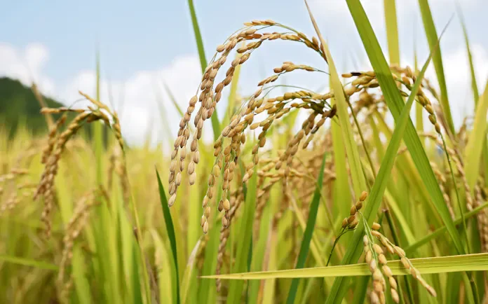 Xem chi tiết chủ đề: Cắt giảm sản lượng gạo - một bước thụt lùi làm lung lay niềm tin.