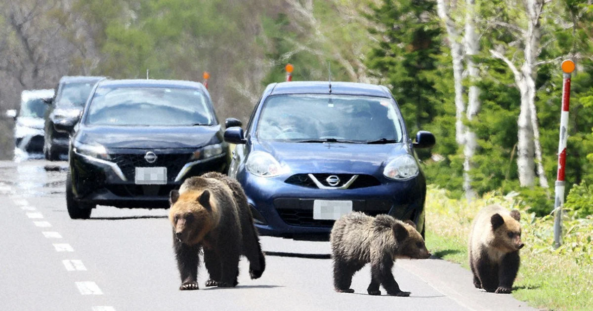 Thumbnail bài viết: Nhật Bản : Các cuộc tấn công của gấu đang ảnh hưởng đến các chuyến đi dã ngoại và giáo dục như thế nào ?