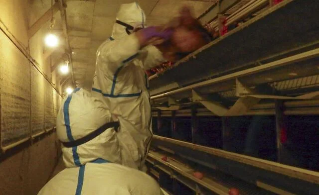 Xem chi tiết chủ đề: Nhật Bản : Các biện pháp phòng ngừa cúm gia cầm dẫn đến các khiếu nại về bệnh lý thể chất và tinh thần. Ghi nhận báo cáo của nhân viên.