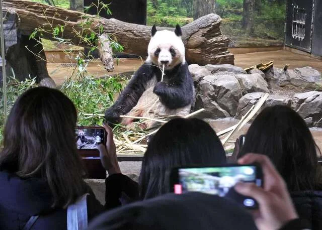 Thumbnail bài viết: Từ "Chống Nhật" đến Sáng kiến "Một Vành đai, Một Con đường" . "Ngoại giao gấu trúc" của Trung Quốc nhằm mục đích thúc đẩy lợi ích quốc gia.