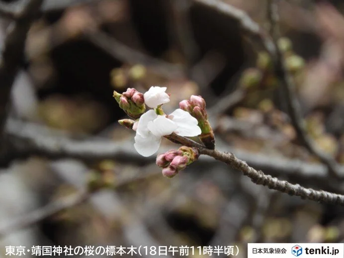 Thumbnail bài viết: Dự báo mới nhất về hoa anh đào năm 2026. Tokyo dự kiến nở hoa từ hôm nay, Osaka dự kiến nở từ ngày 22.