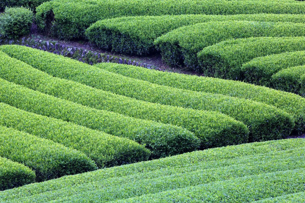 Xem chi tiết chủ đề: Hiện tượng bất thường trong ngành trà Nhật Bản: Giá trà tăng gấp sáu lần, sự bùng nổ của Matcha và diện tích trồng trà giảm dẫn.