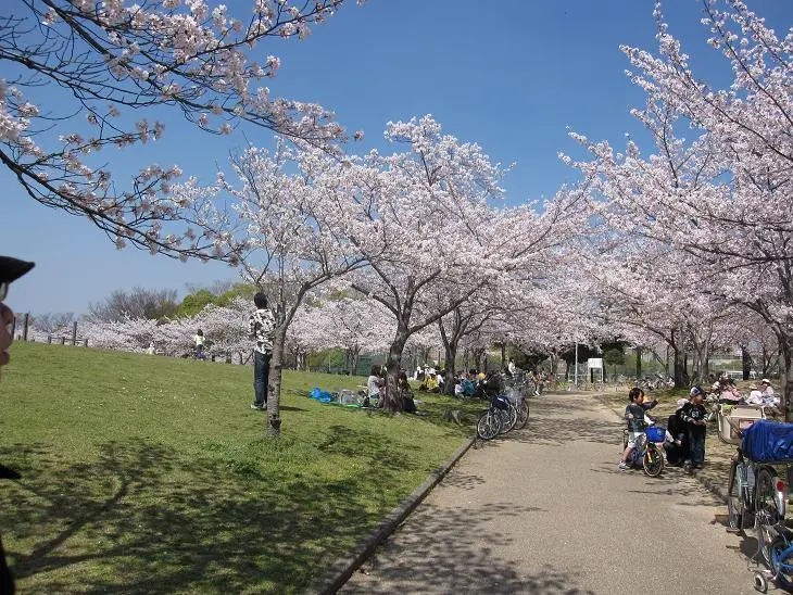 Xem chi tiết chủ đề: Hanami