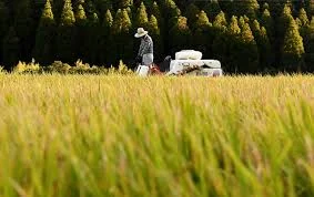 Xem chi tiết chủ đề: Nhật Bản : Một nửa đất nông nghiệp tại 17 tỉnh vẫn chưa có người kế thừa , khảo sát đầu tiên của Chính phủ