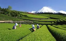 Thumbnail của bài viết: "Vùng trà ngon nhất Nhật Bản" ở Shizuoka bị lung lay ... Kagoshima đuổi kịp "bất cứ lúc nào cũng có thể bị vượt mặt"