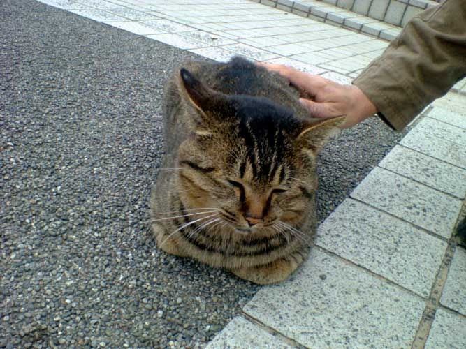 nekohehehe.jpg