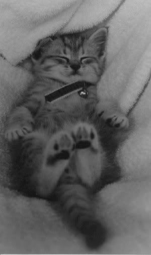 kitten.jpg