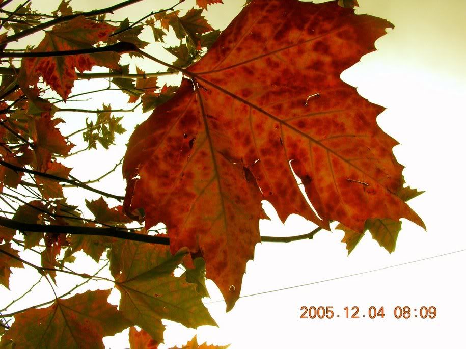 DSCN09151.jpg