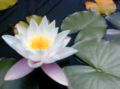 120px-Waterlily.jpg