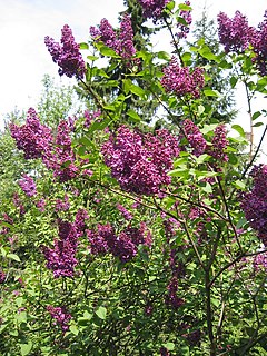 240px-Lilac_%282%29.jpg