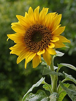 250px-A_sunflower.jpg