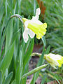 90px-Narcissus_pseudonarcissus0.jpg