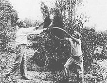 220px-Japanese_Workers_in_Coffee_Sieving.jpg