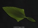 origamifish8if.jpg