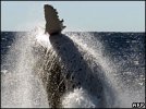_44247953_humpback_afp203b.jpg
