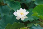 060722A_lotusw.jpg
