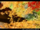 momiji_104.jpg