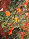 IMG_0533.jpg