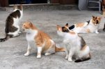 Người đàn ông 80 tuổi bị nghi ngờ là đã đầu độc và giết chết mèo trên đảo Umashima