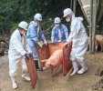 Dịch sốt ở lợn rừng đang lan rộng, cần ngăn chặn triệt để dịch bệnh ở từng vùng, với việc giảm số lượng cá thể lợn mắc bệnh mỗi tháng