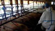 2 năm bùng phát dịch sốt ở lợn. Nhật Bản trở thành "quốc gia không sạch sẽ", cản trở xuất khẩu thịt lợn