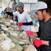 Tin vui cho đội câu mực? Với việc nới lỏng các hạn chế nhập cảnh của thực tập sinh kỹ thuật?
