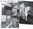 Vài ý kiến về việc số vụ người Việt bị bắt tại Nhật tăng lên trong thời gian gần đây