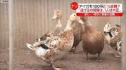 Làm thế nào để trộm 100 con vịt? Nỗi tức giận của vị giám đốc “bao lâu chăm sóc thế mà…” Liên quan gì đến những vụ trộm cắp gia súc liên tiếp xảy ra?