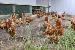 Thái độ của Nhật Bản đối với "phúc lợi động vật"