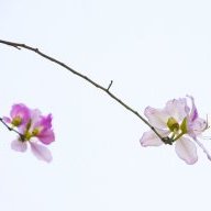 Trang Trang