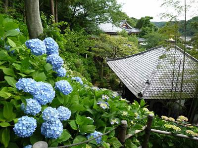 ajisai11.jpg