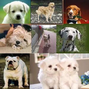dogs.jpg